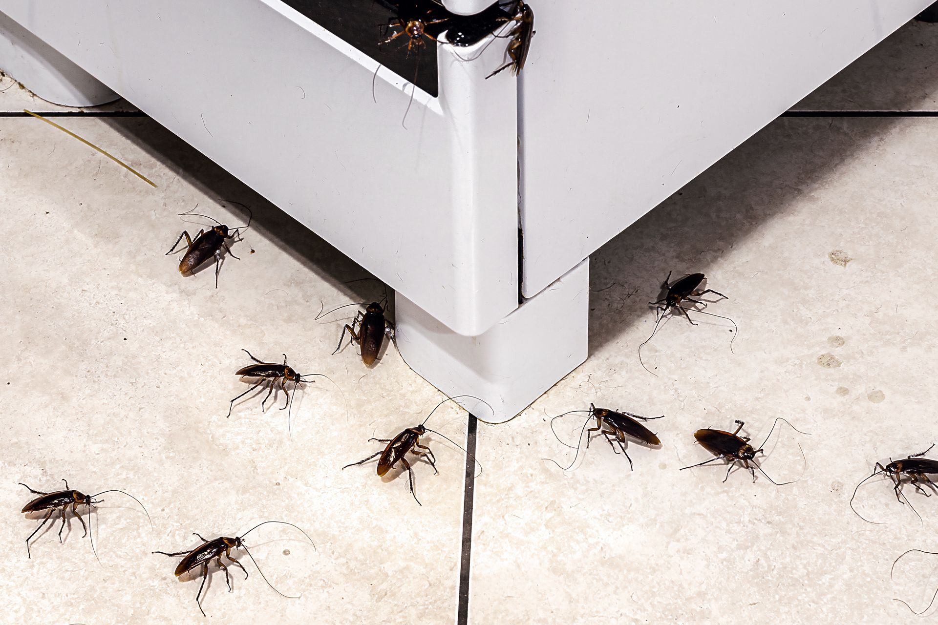A bunch of cockroaches are crawling on the floor near a stove.