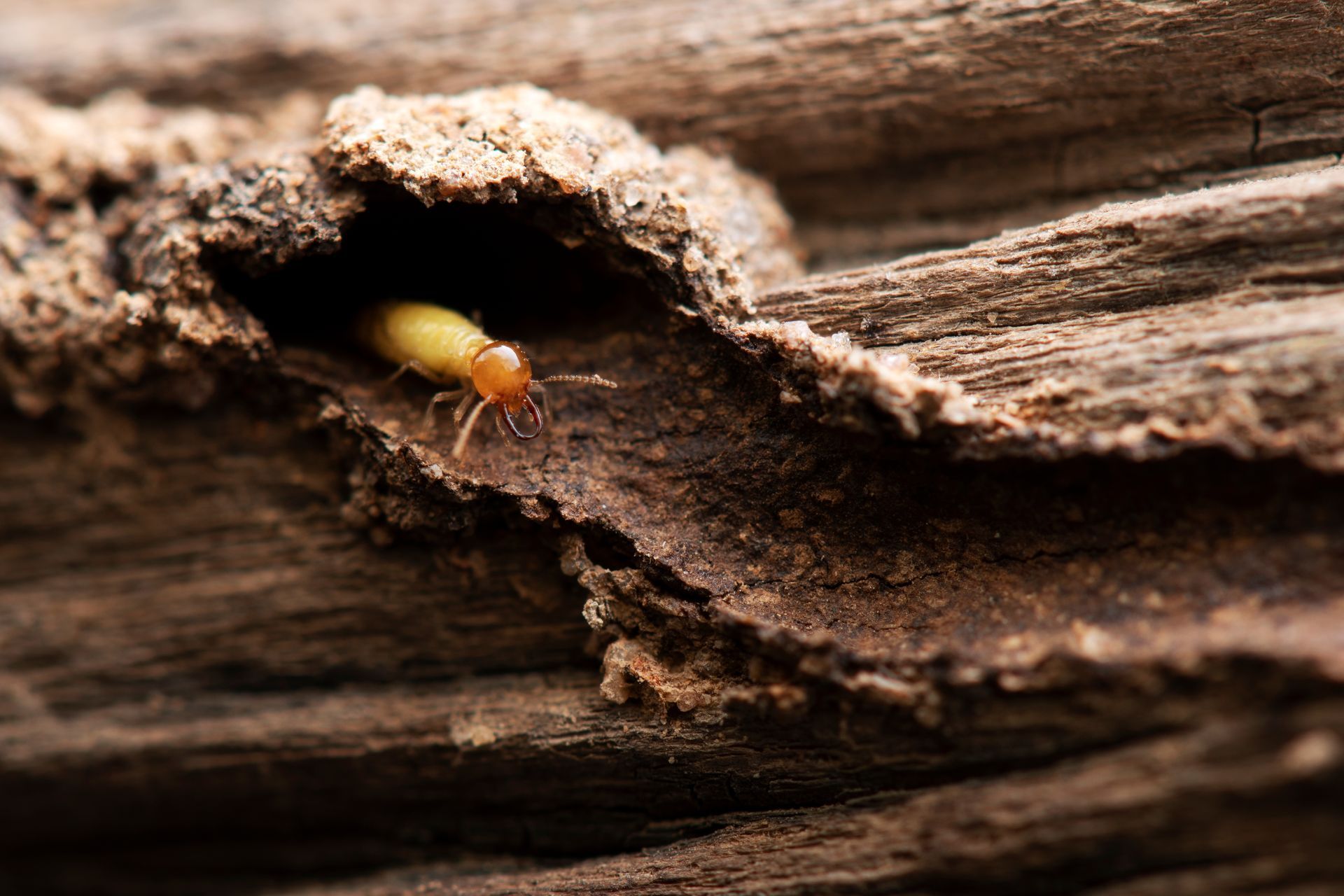 A termite is crawling out of a hole in a piece of wood.