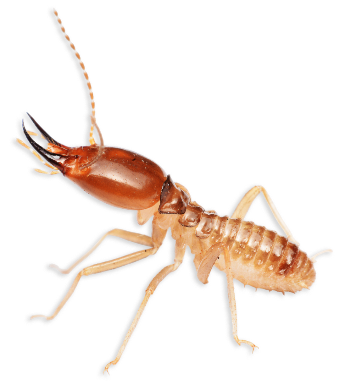A close up of a termite on a white background
