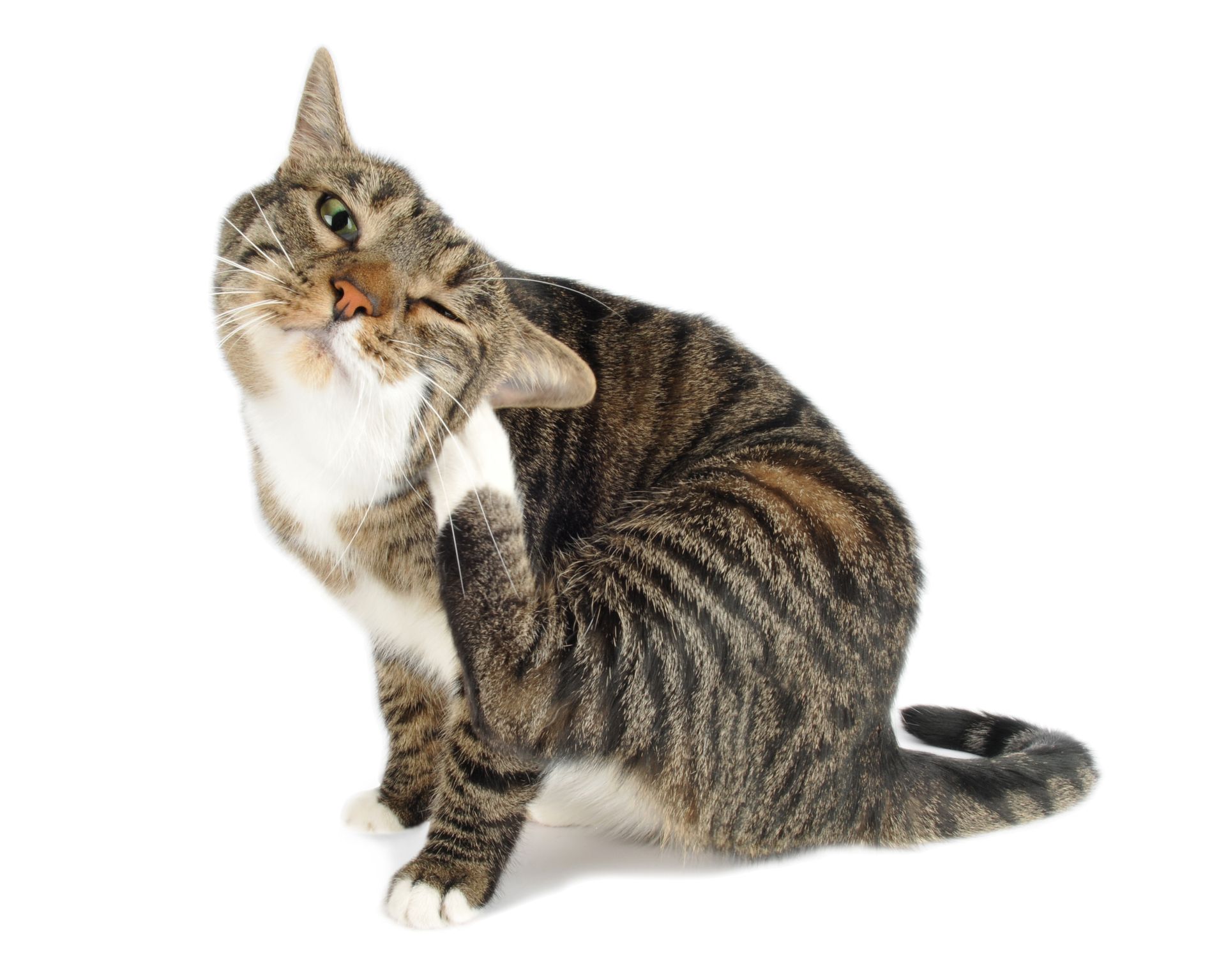 A cat is scratching itself on a white background