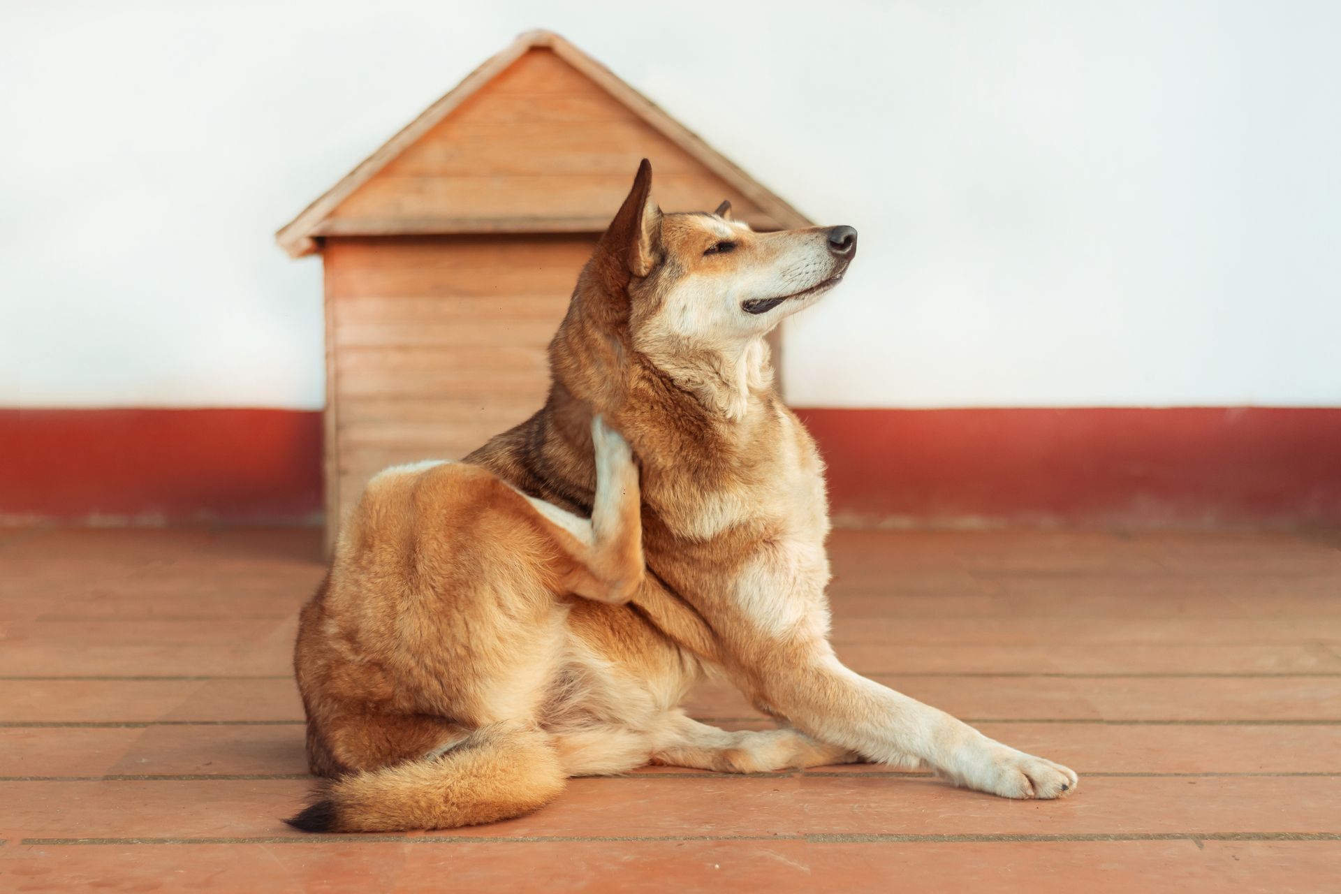 A dog is scratching its head in front of a wooden dog house.