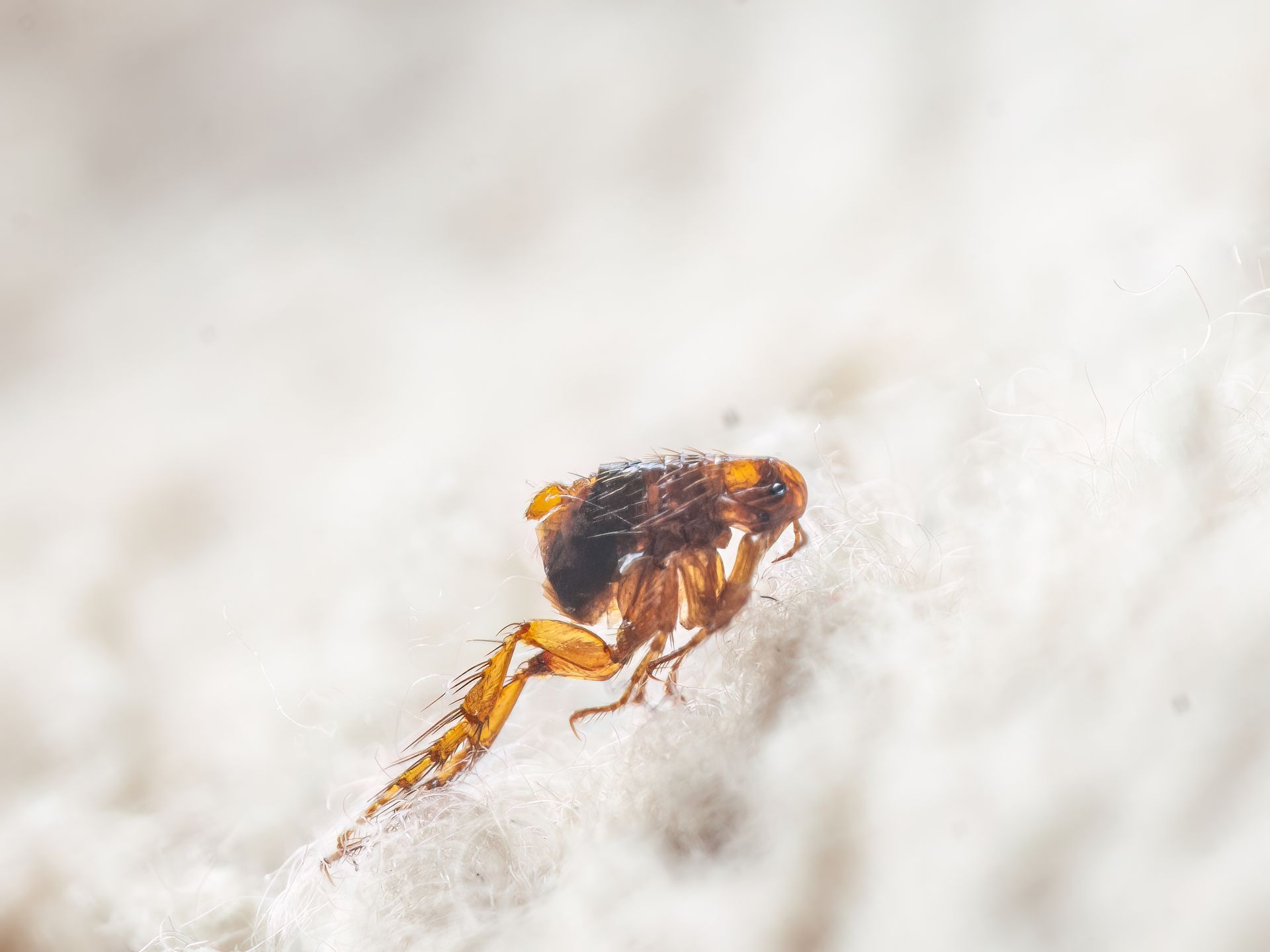 A flea is crawling on a white carpet.