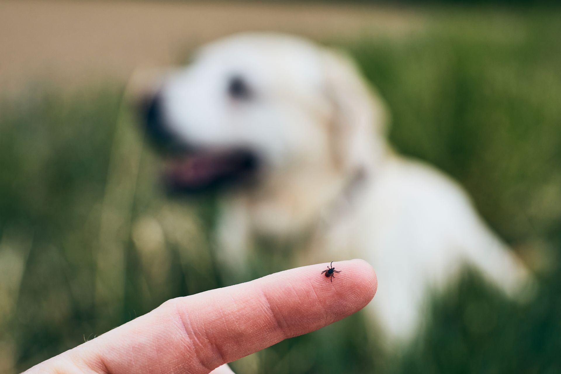 A person is holding a tick on their finger in front of a dog.