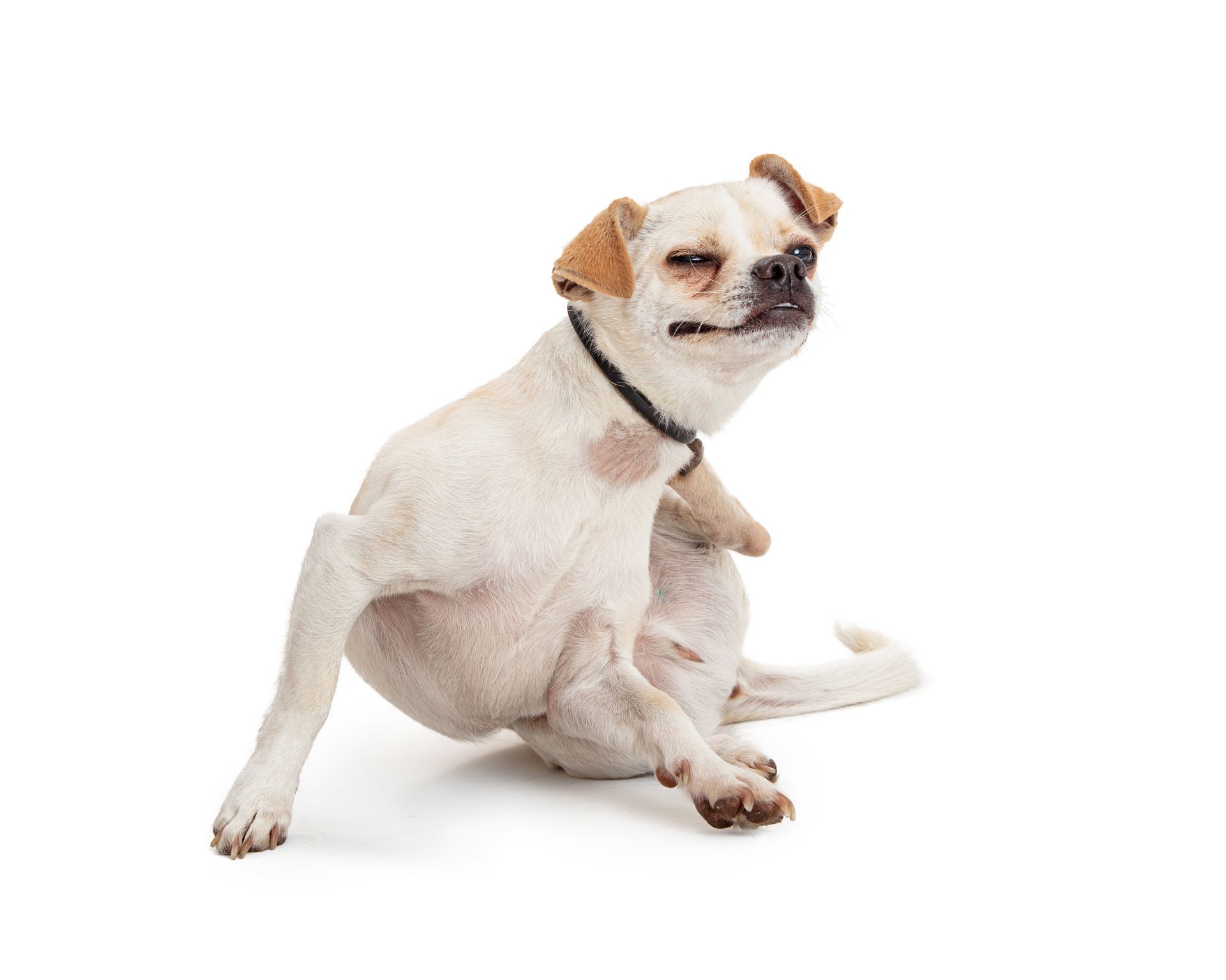 A small dog is scratching itself on a white background.