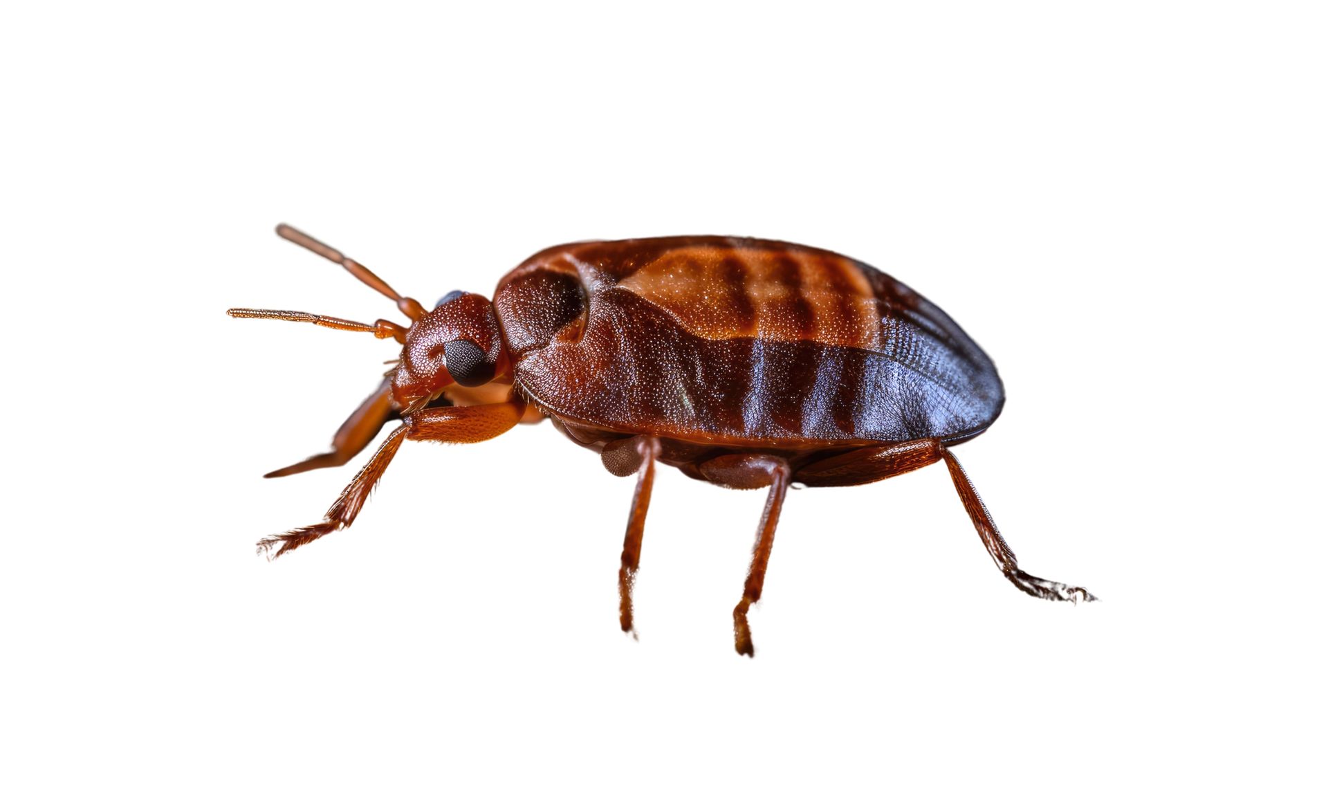 A close up of a bed bug on a white background.