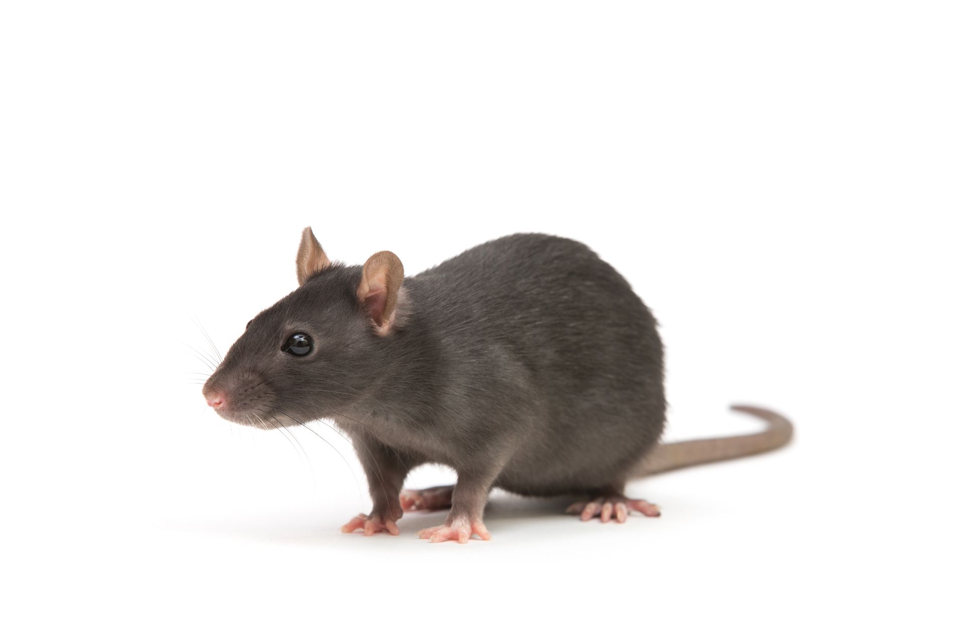 A black rat is standing on a white background