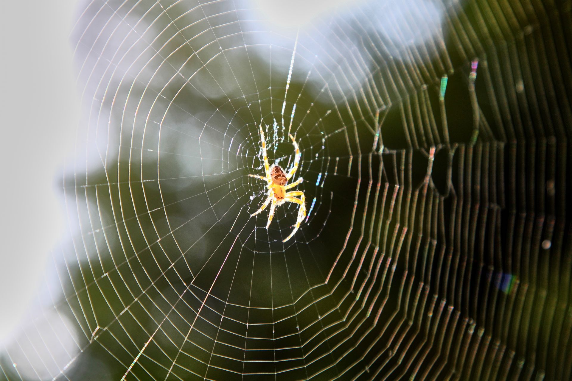 A spider is sitting in the middle of a web.