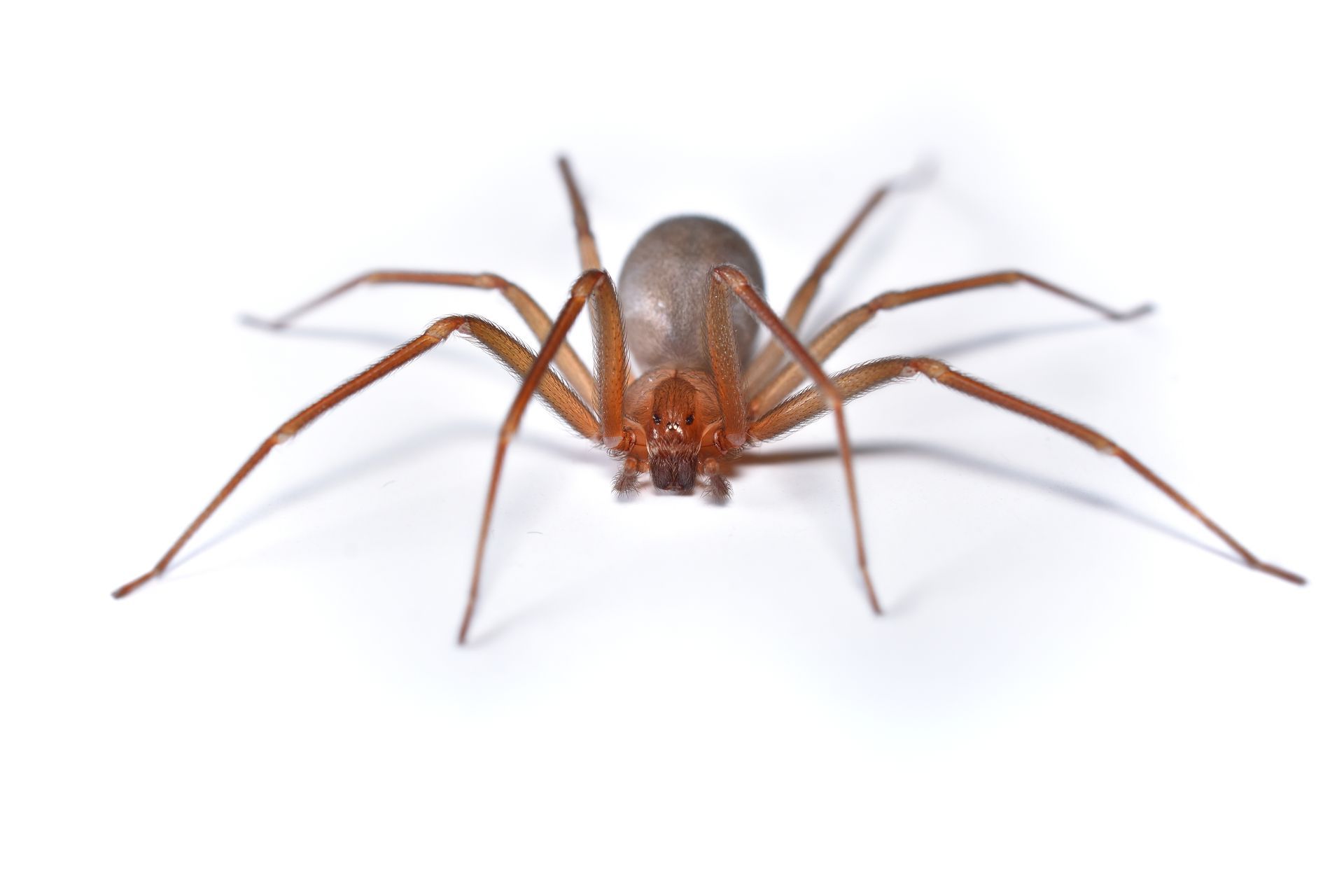 A brown spider is sitting on a white surface.