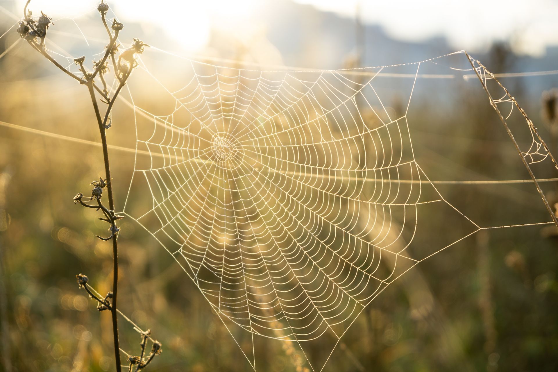 A close up of a spider web in a field with the sun shining through it.