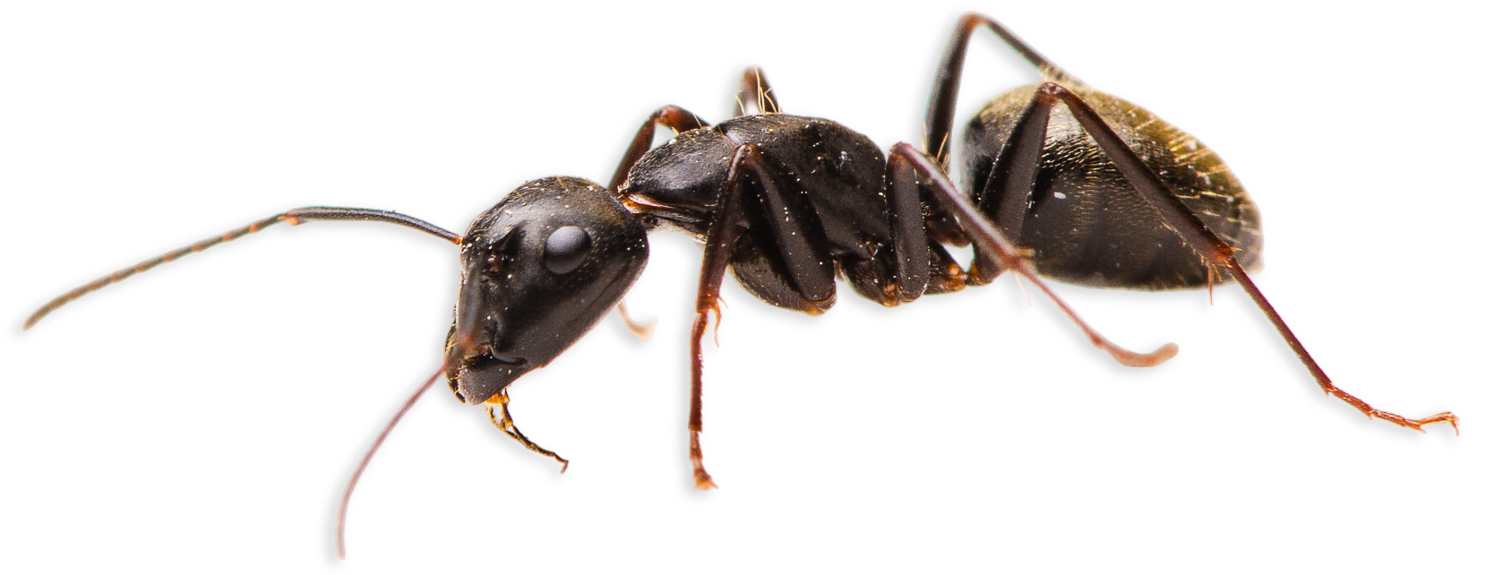 A close up of a black ant on a white background.