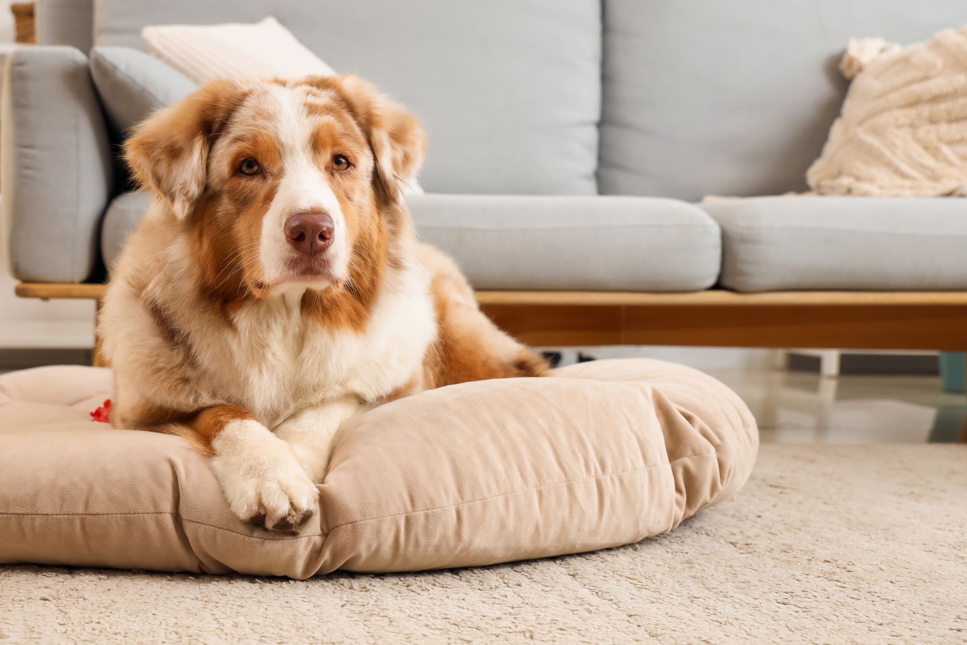 A dog is laying on a dog bed in a living room.