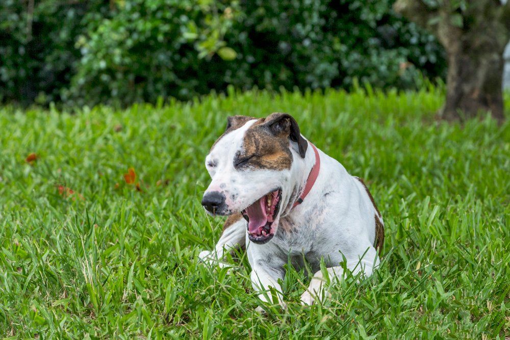 Yawning Dog on Grass — Sydney, NSW — Emerald Lawn Landscape