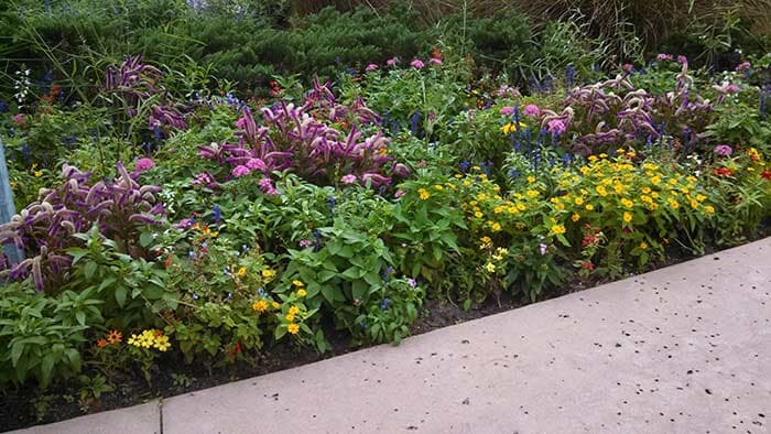 Flower Bed