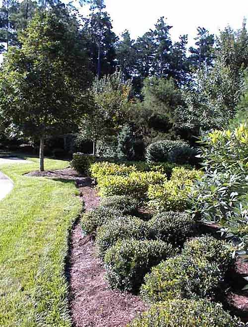 Landscape With Shrubs