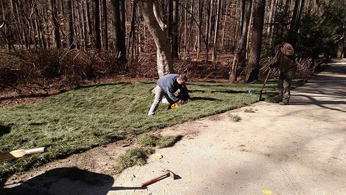 Lawn Cleanup