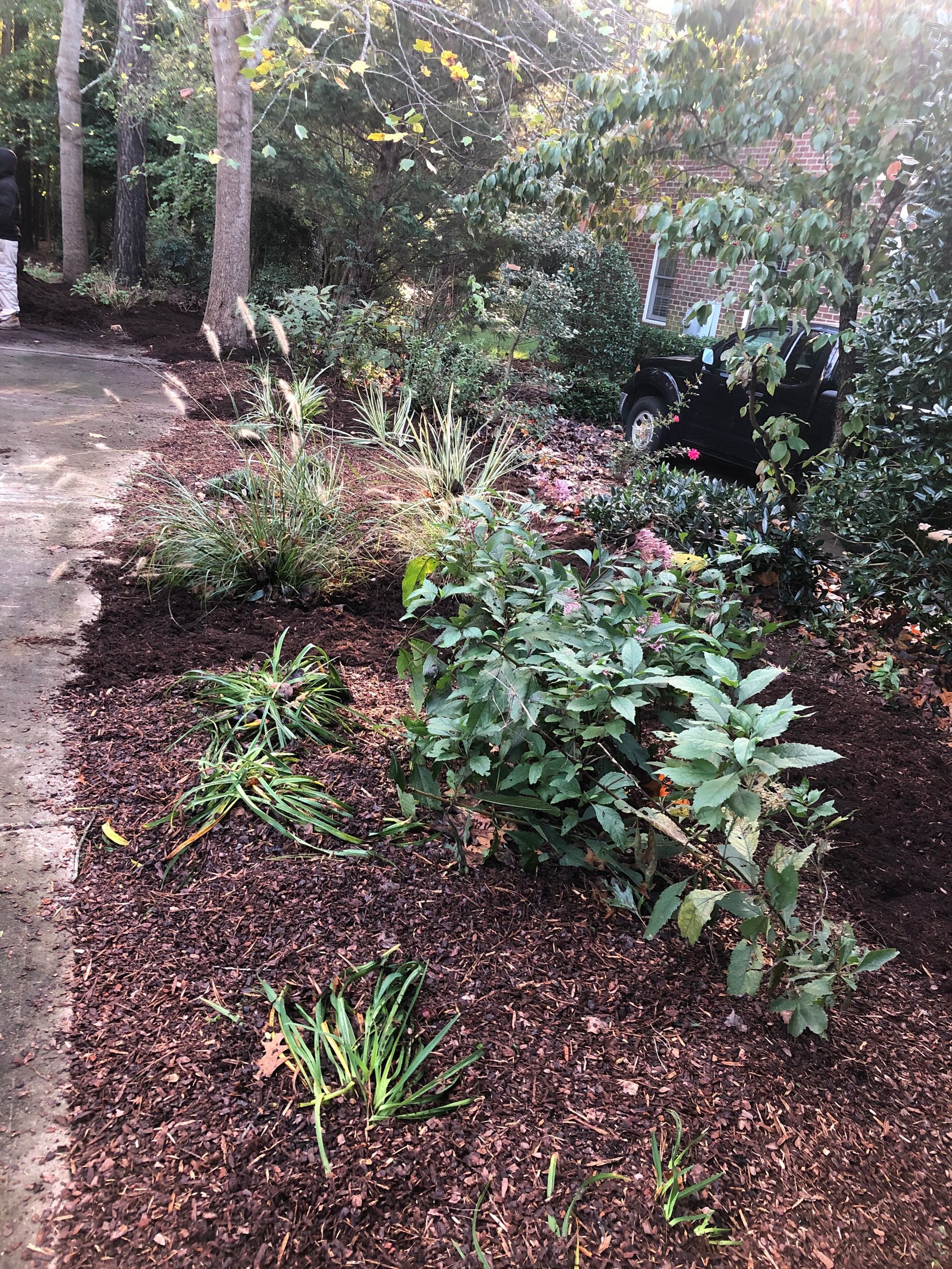 Plants in Front Yard