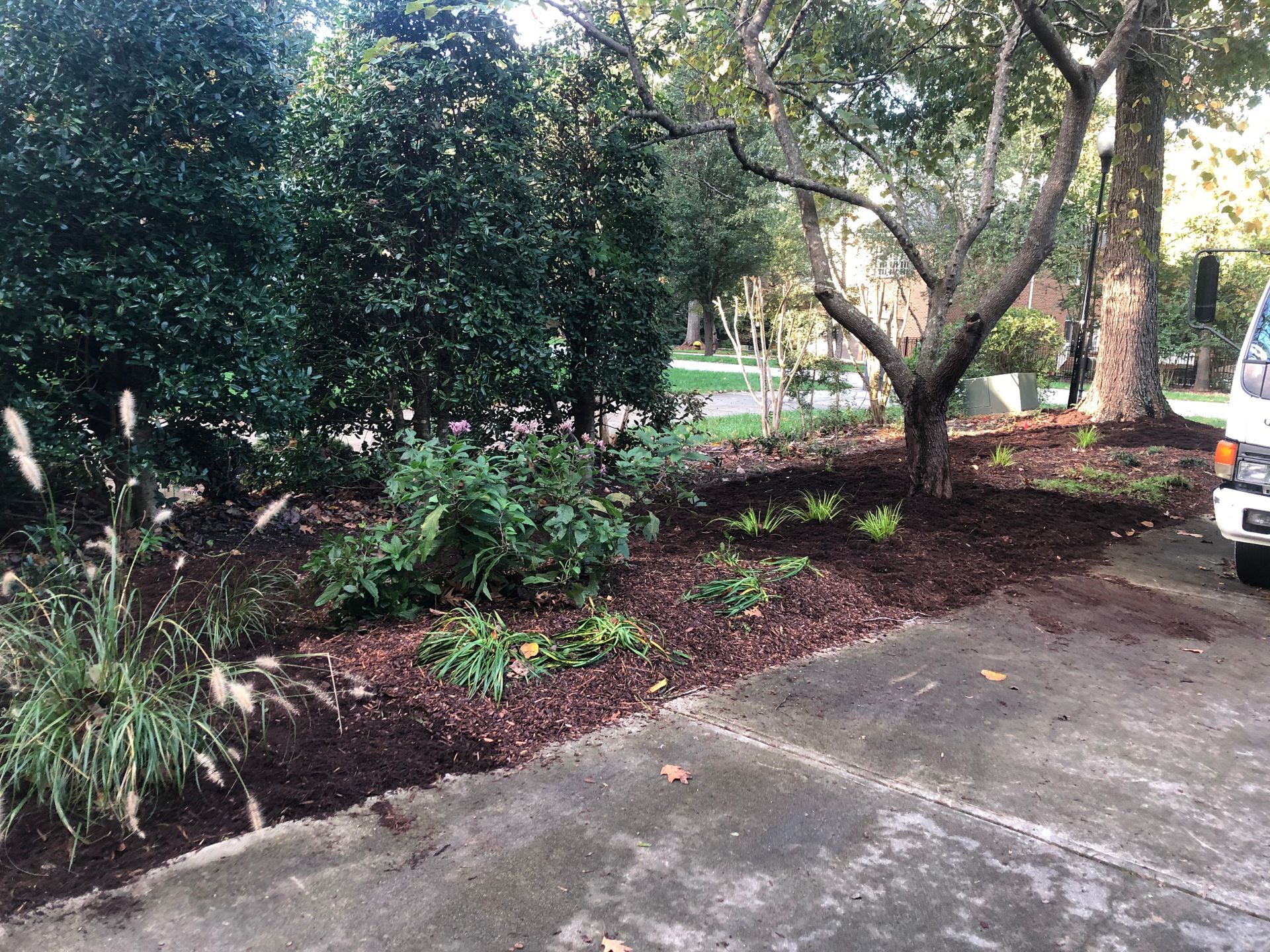 Mulch in Front Yard