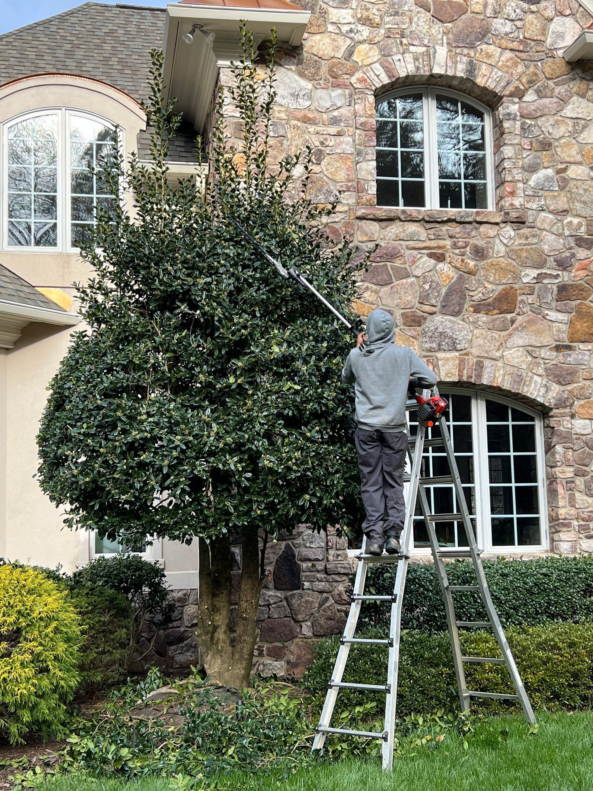 tree trimming