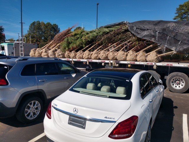 Trees for Landscape