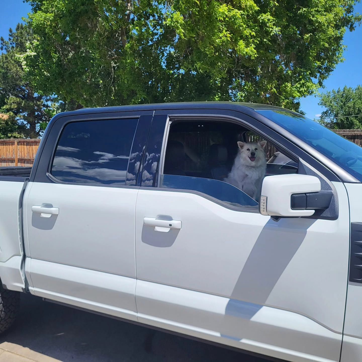 White dog looking out the driver’s window of a silver pickup truck in a sunny parking lot
