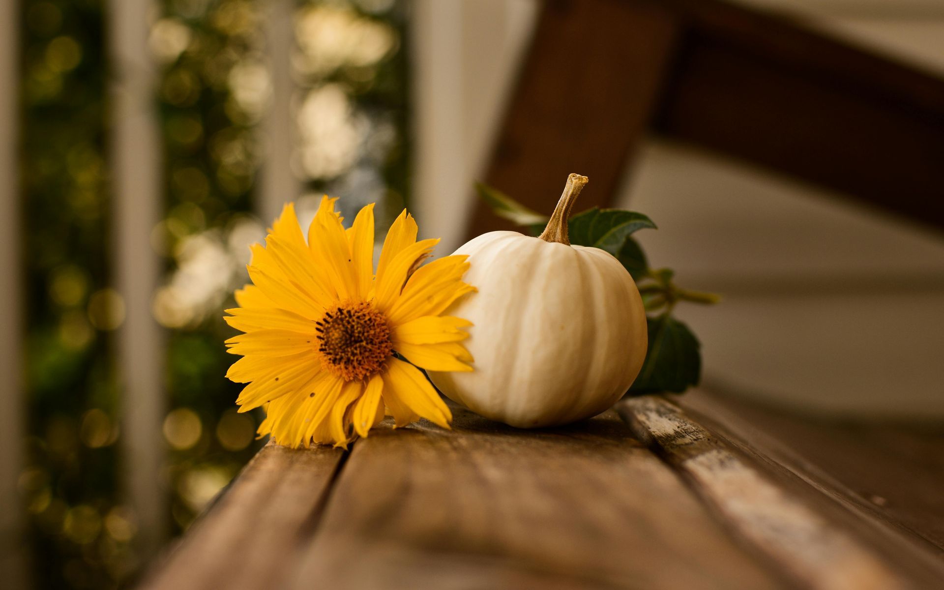 A bright yellow sunflower rests next to a small, white decorative pumpkin on a weathered wooden surface outdoors.