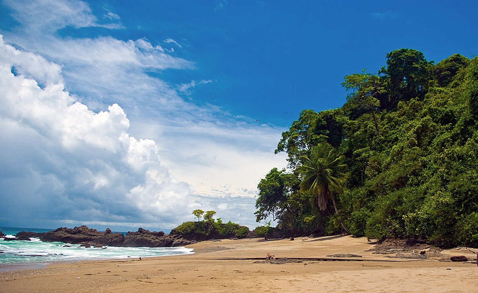 A beach with trees and a blue sky in the background