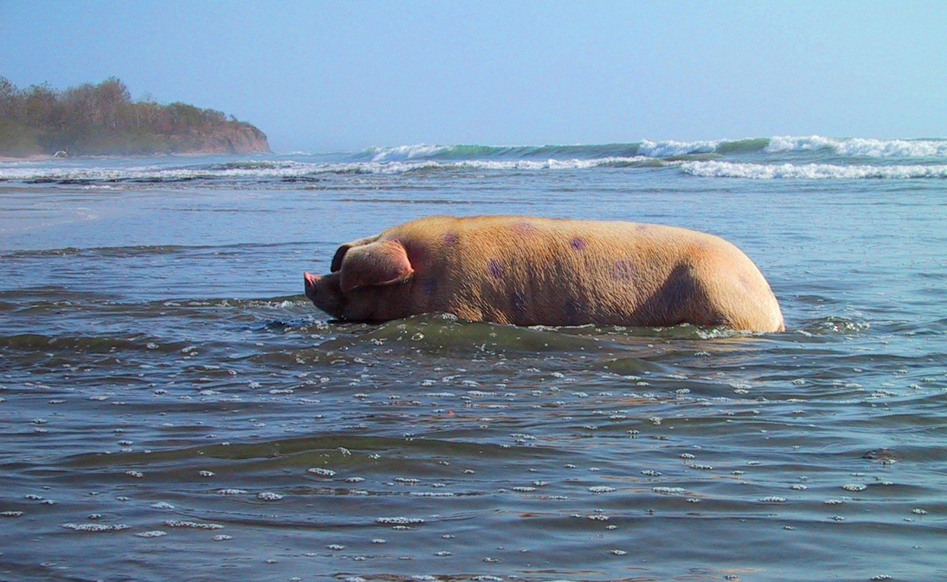 A pig is swimming in the ocean on a beach
