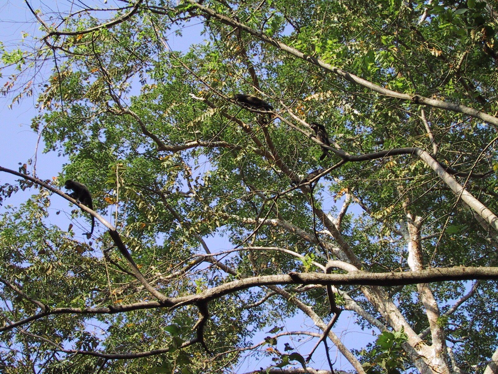 A tree with lots of branches and leaves against a blue sky