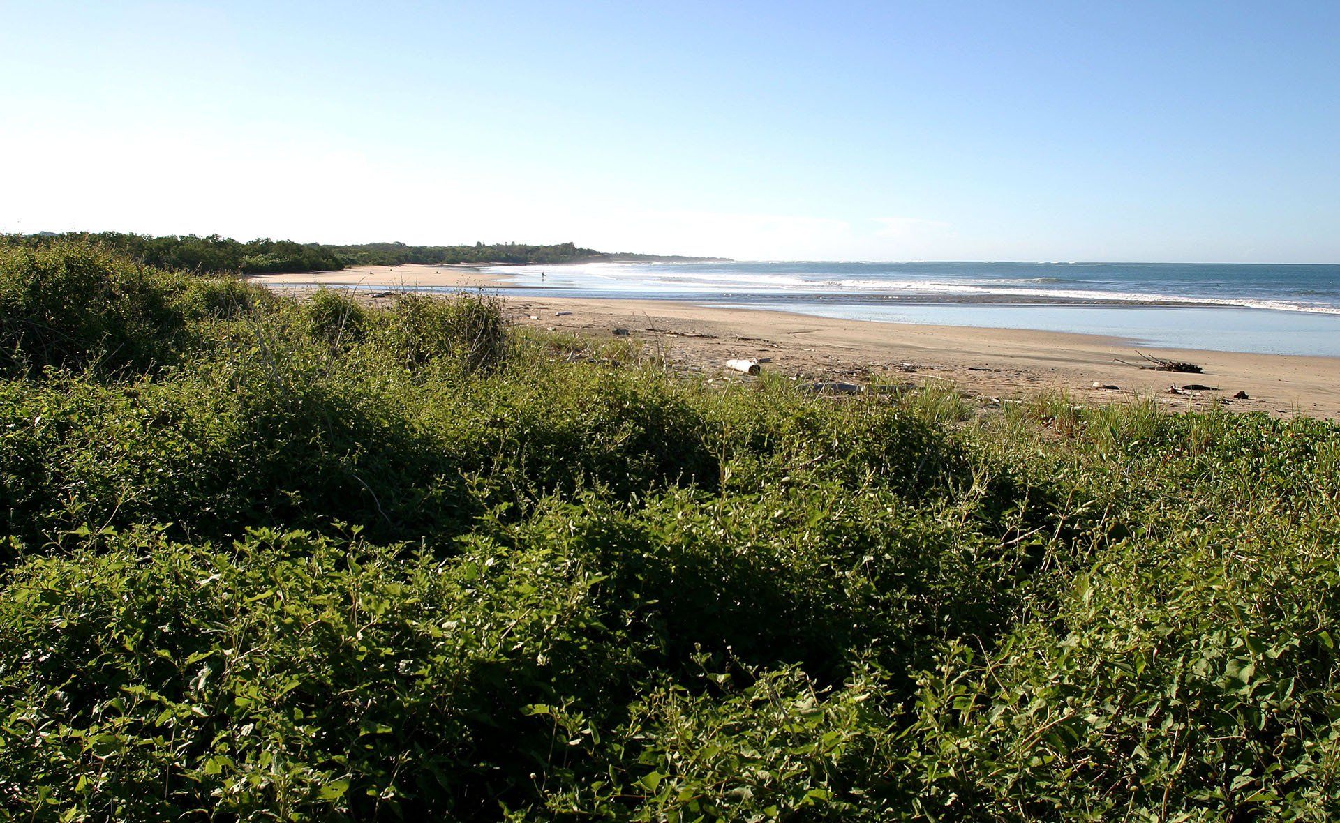 A beach with a lot of bushes in the foreground