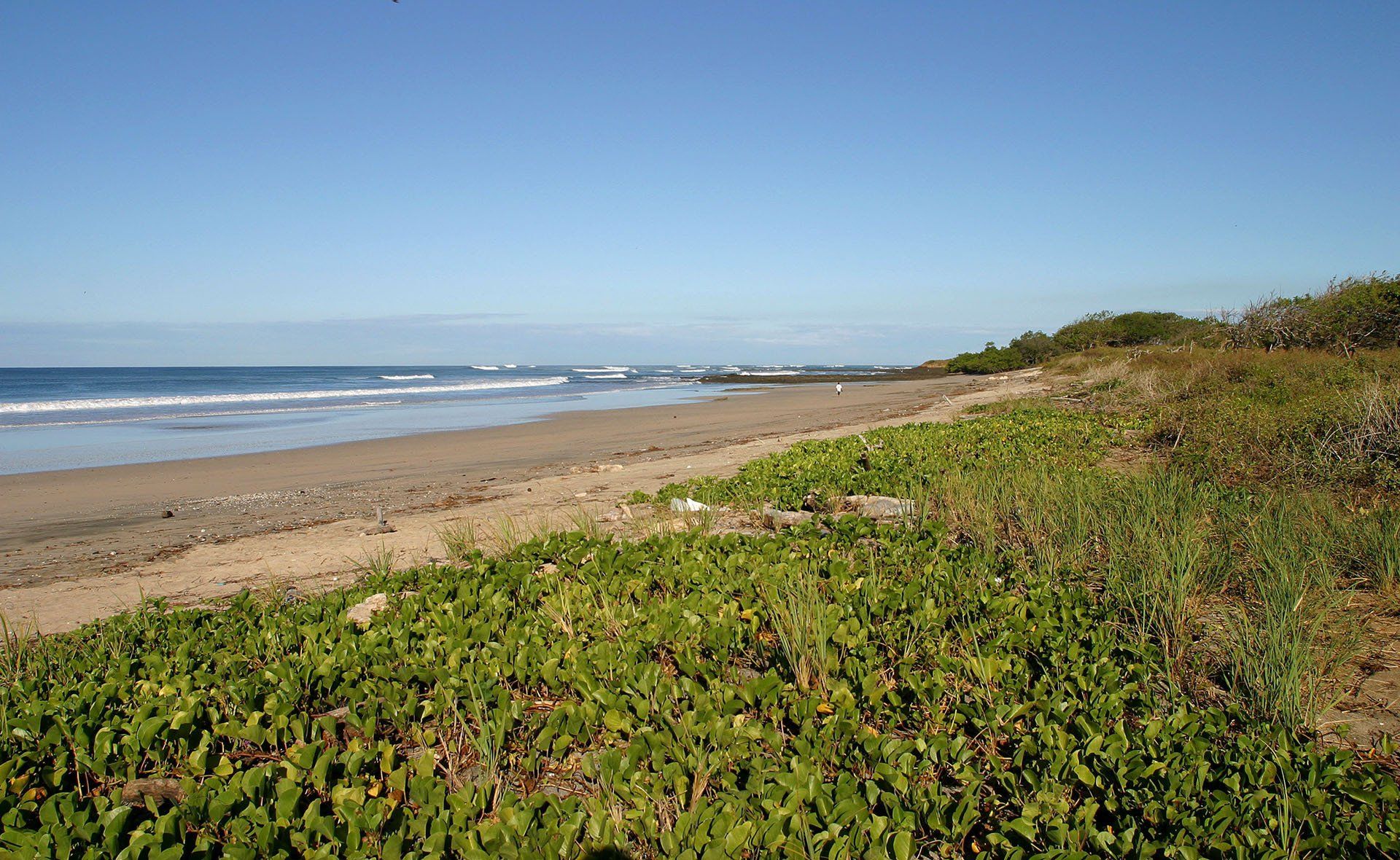 A beach with a lot of green plants on the shore