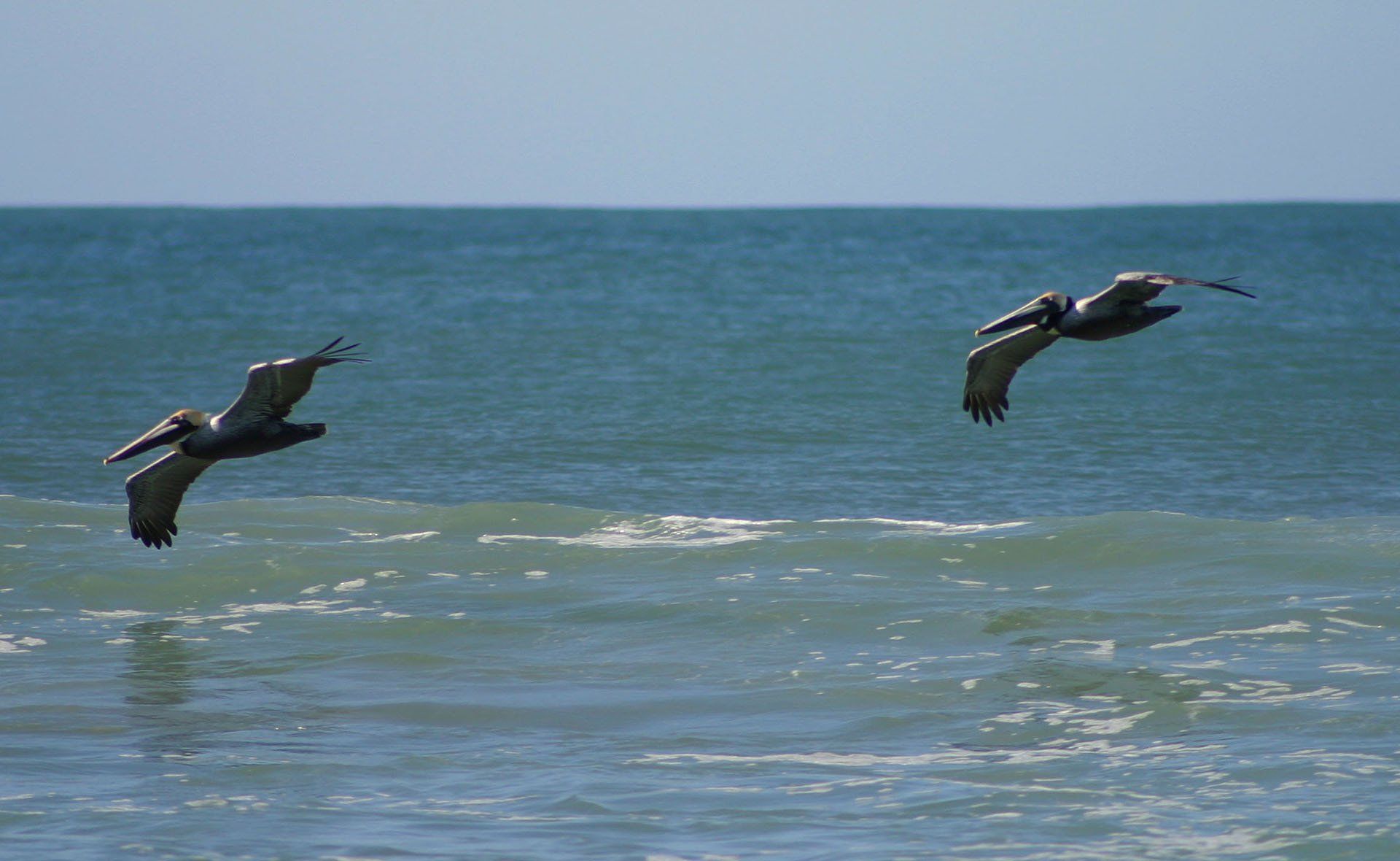 Two pelicans are flying over the ocean on a sunny day