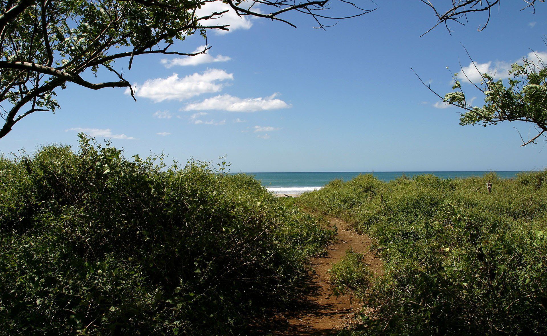 A path leading to the ocean is surrounded by trees