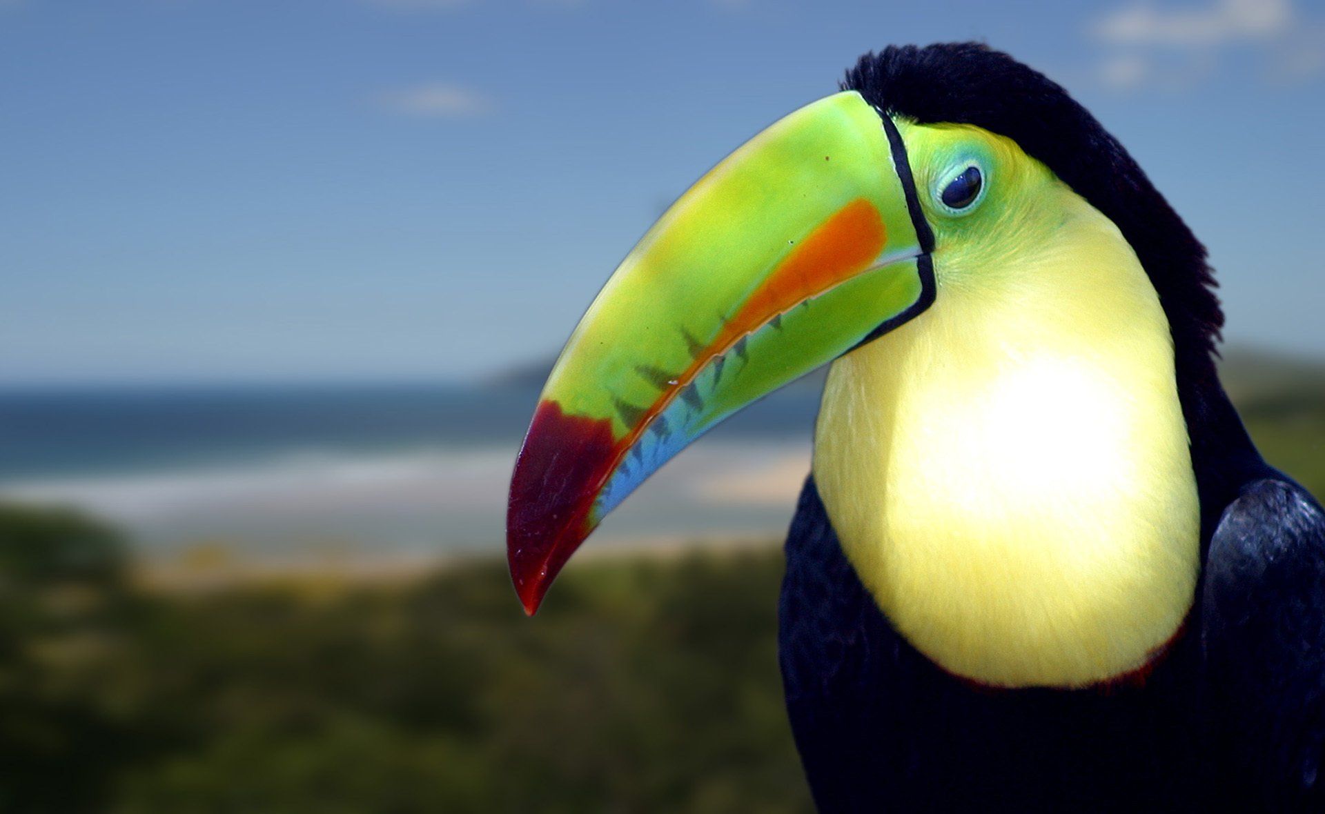A toucan with a colorful beak is looking at the camera