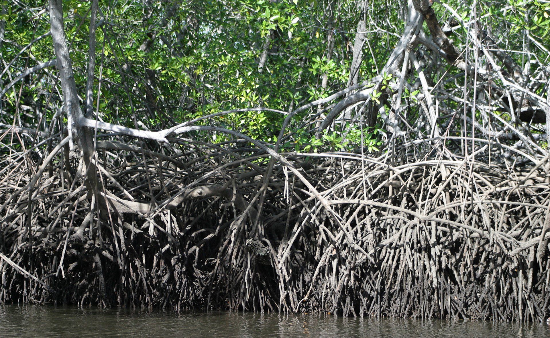 A mangrove forest is surrounded by water and trees.
