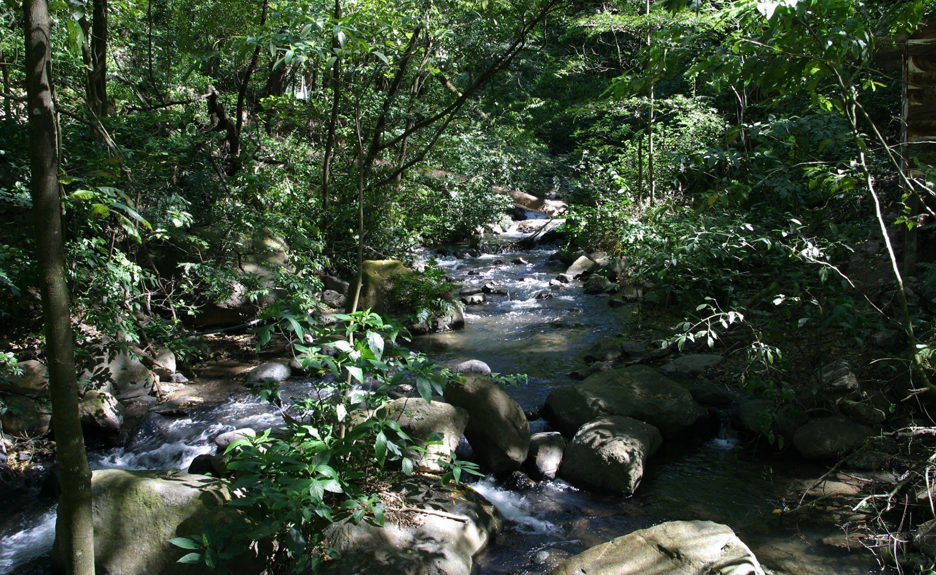 A river flowing through a lush green forest