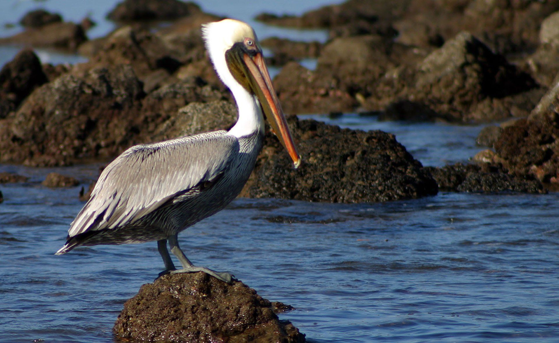 A pelican standing on a rock in the water