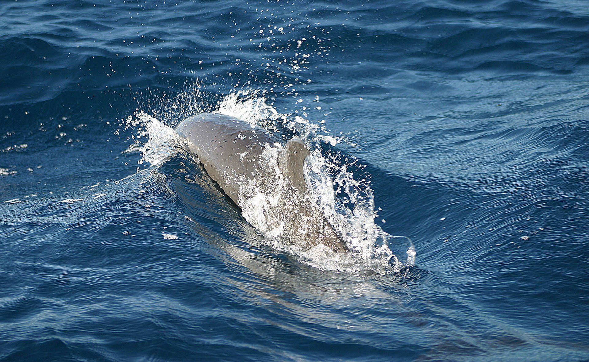 A dolphin is swimming in the ocean and making a splash