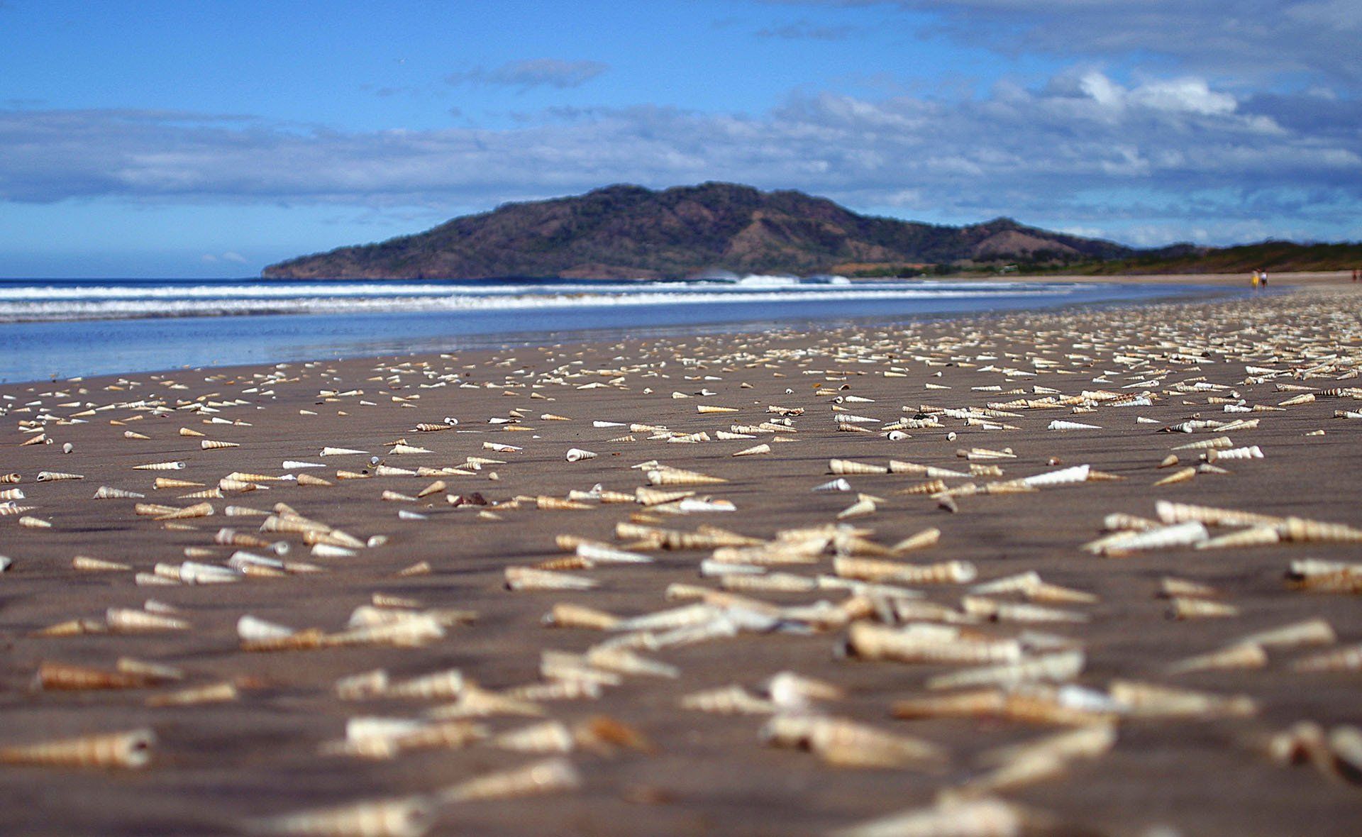 A beach with a mountain in the background and a lot of shells on the sand