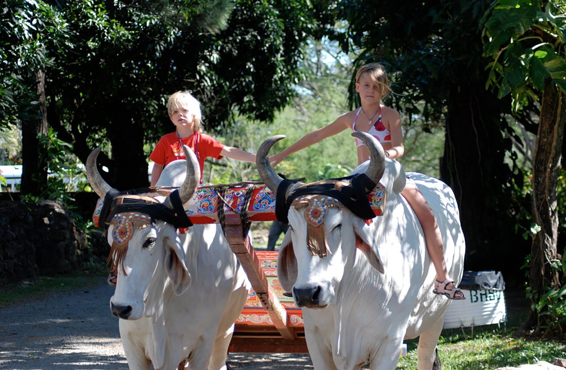 Two children are riding on the back of a bull drawn carriage