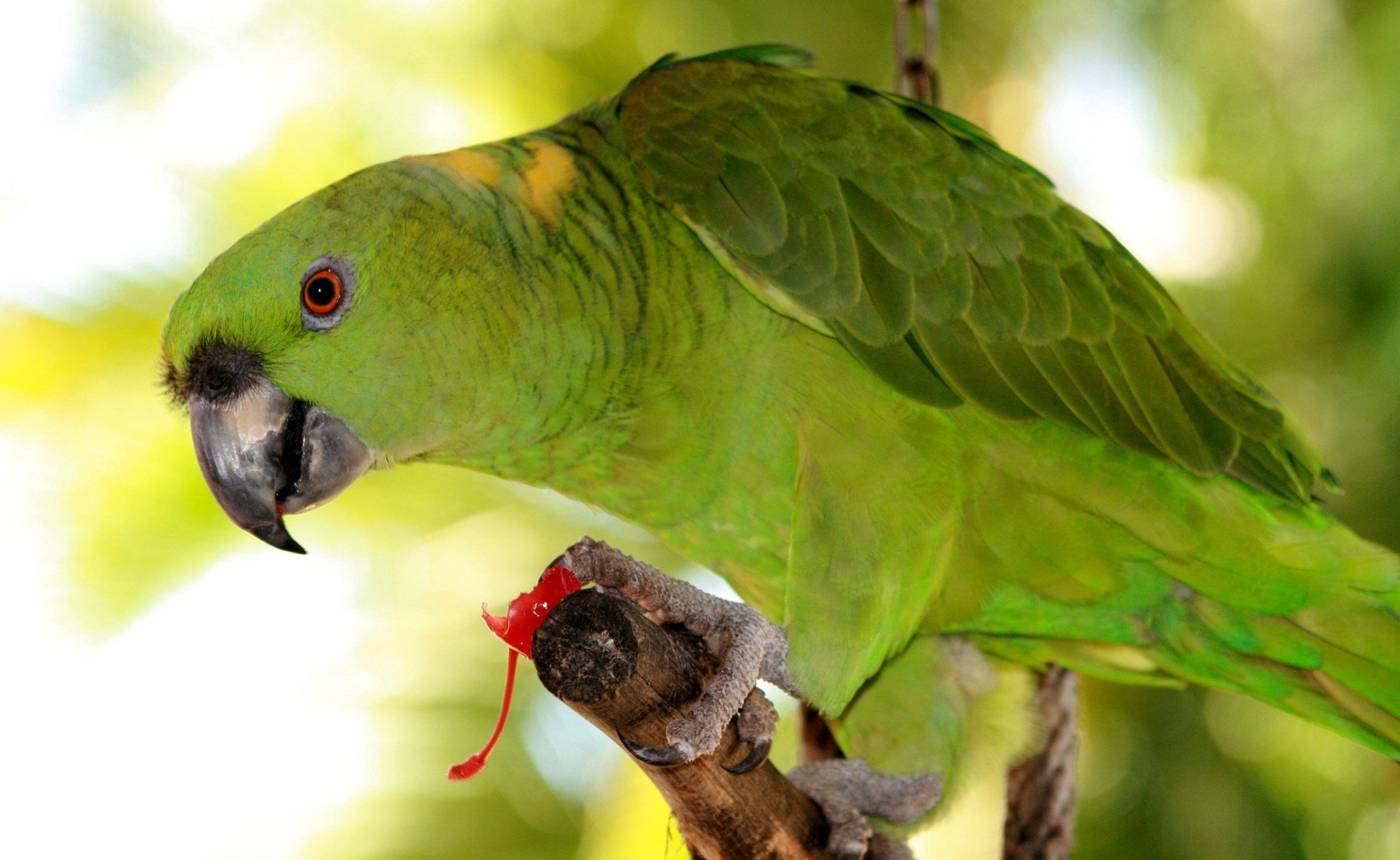 A green parrot perched on a branch with a red worm in its beak.