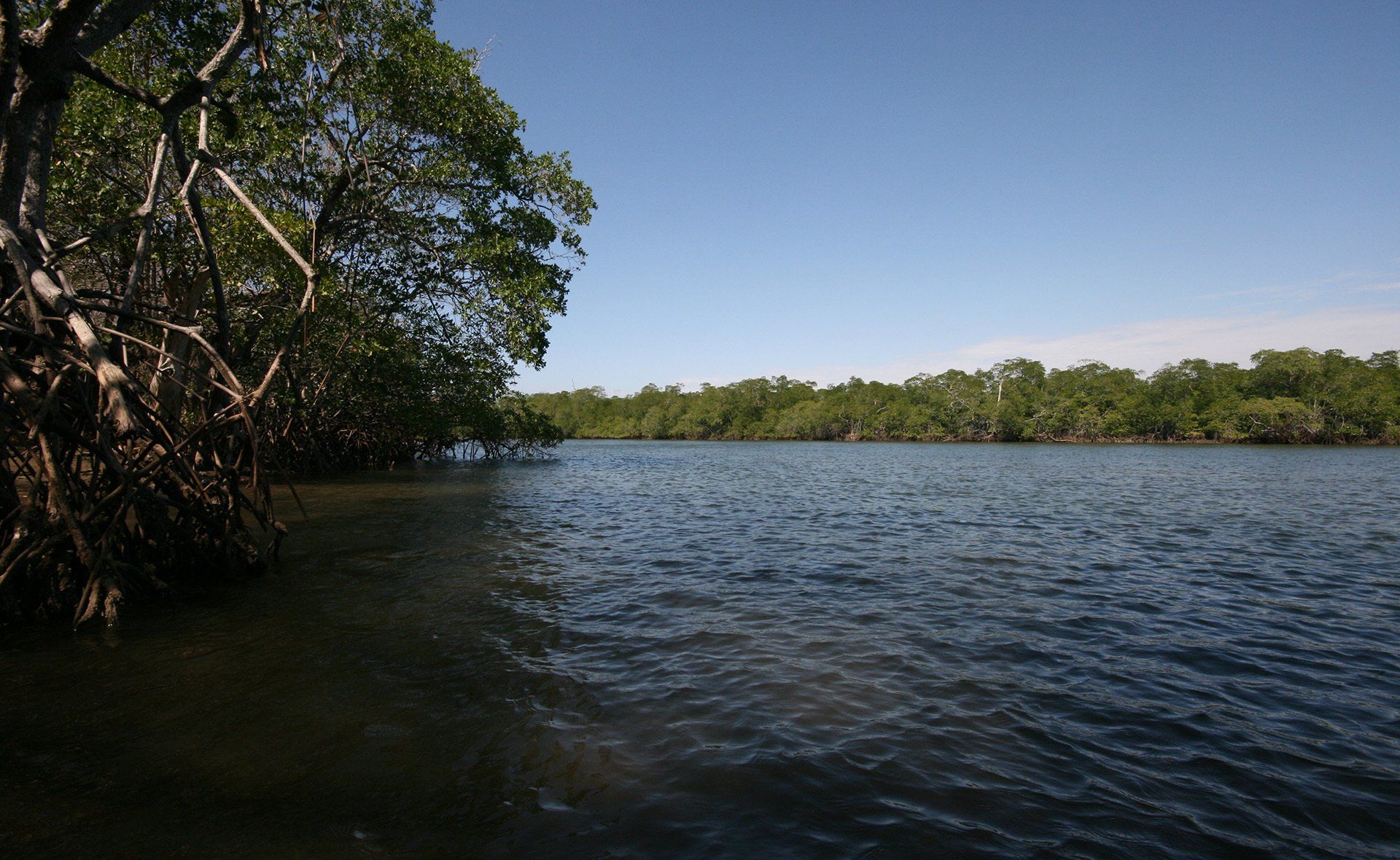 A large body of water surrounded by trees on a sunny day