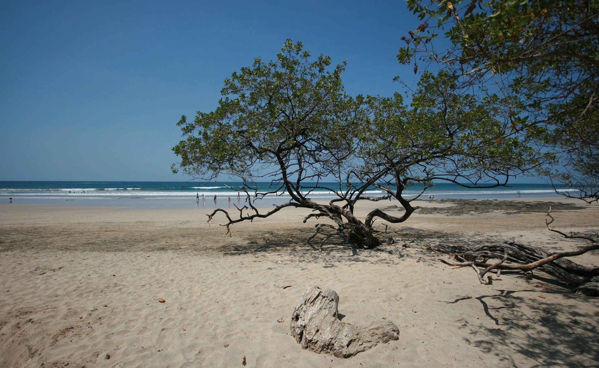A tree on a sandy beach with the ocean in the background