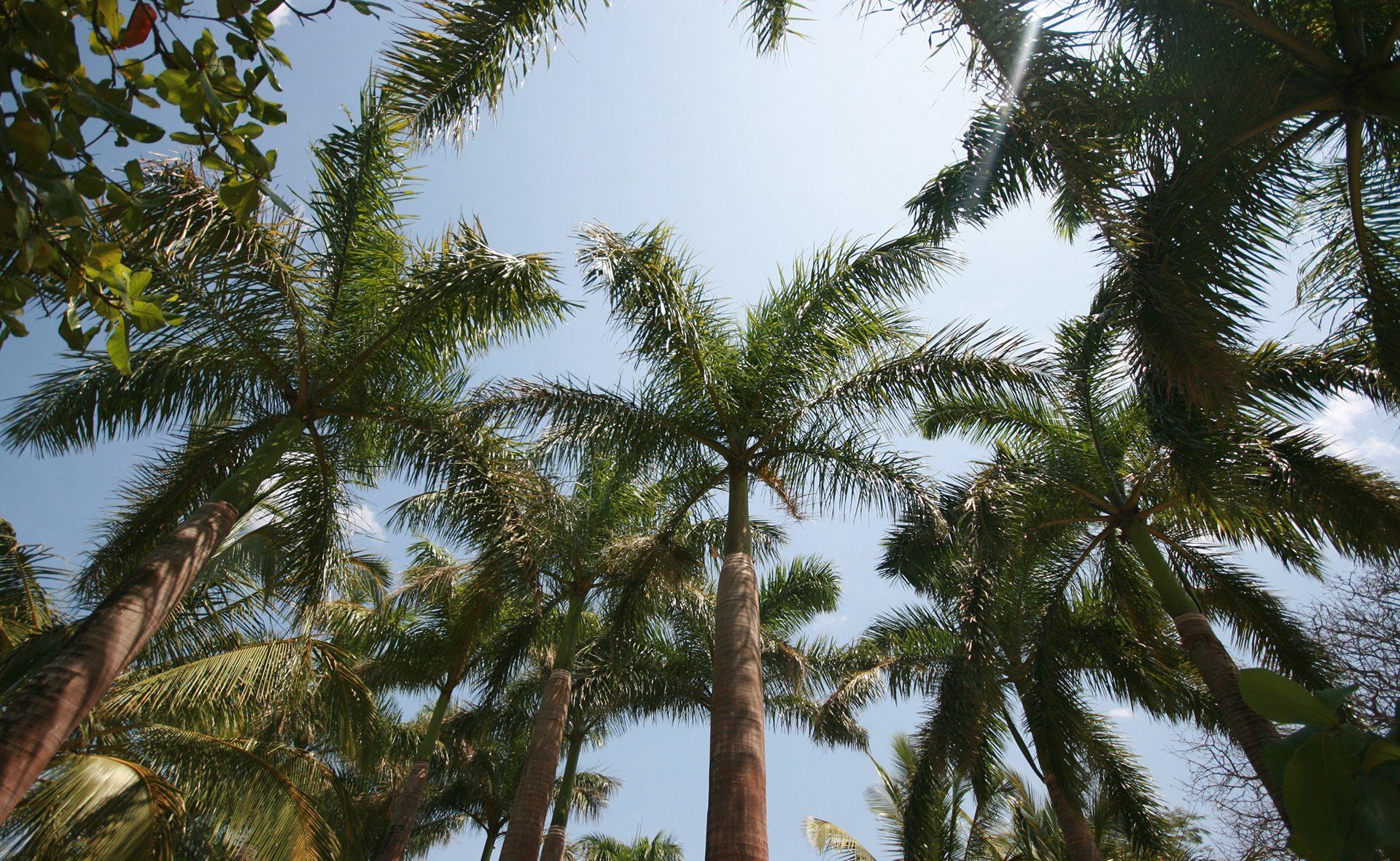 Looking up at palm trees against a blue sky