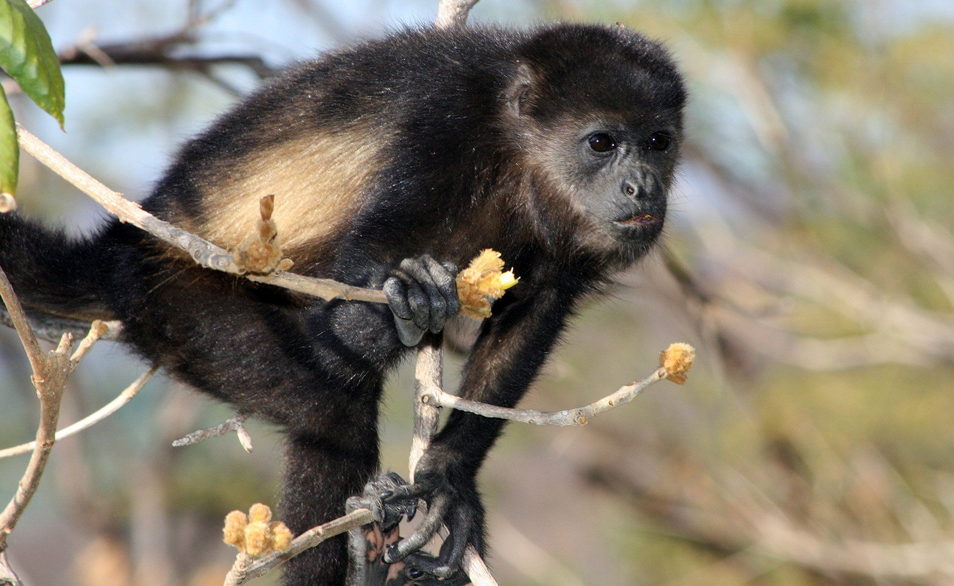 A black and brown monkey is sitting on a tree branch.