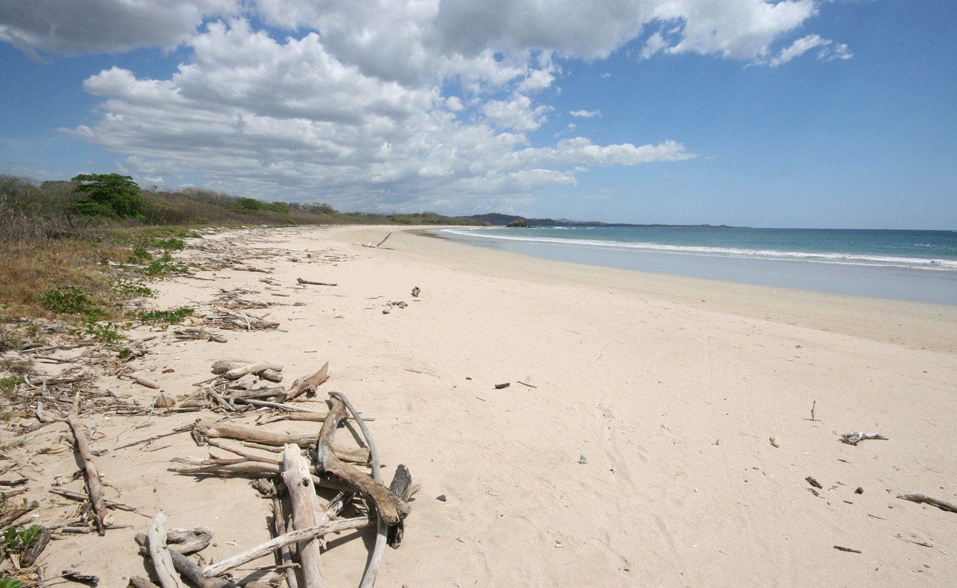 A beach with a lot of driftwood on it