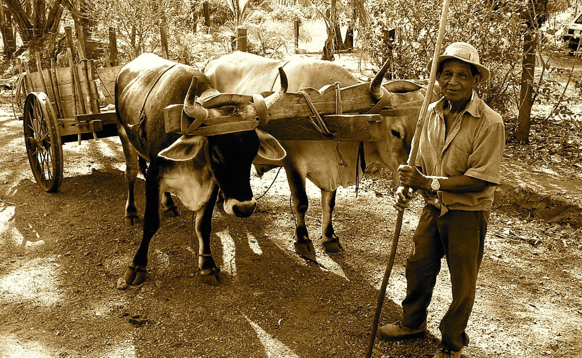 A man is standing next to a bull pulling a cart.