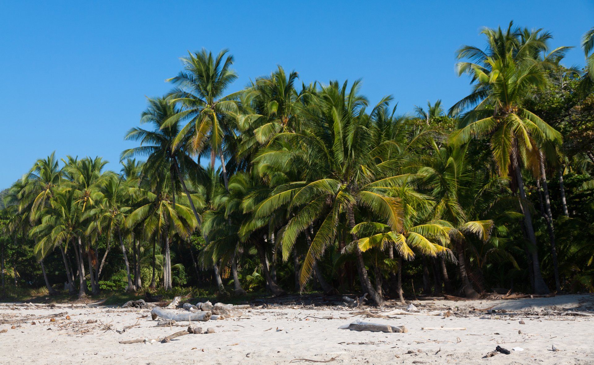 A beach with palm trees and a blue sky in the background