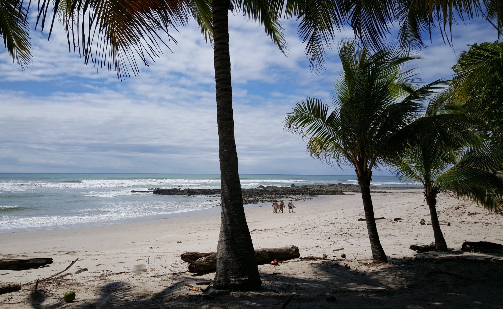 A beach with palm trees and a blue sky
