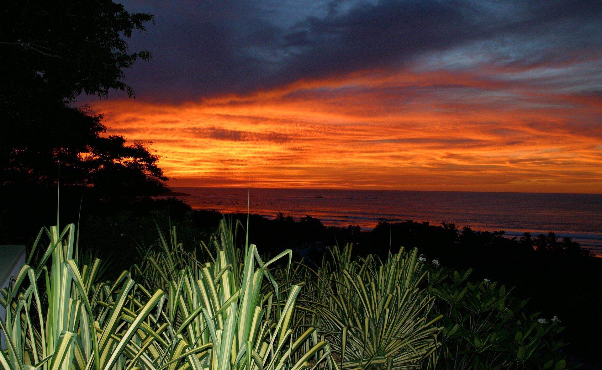 A sunset over the ocean with a few plants in the foreground