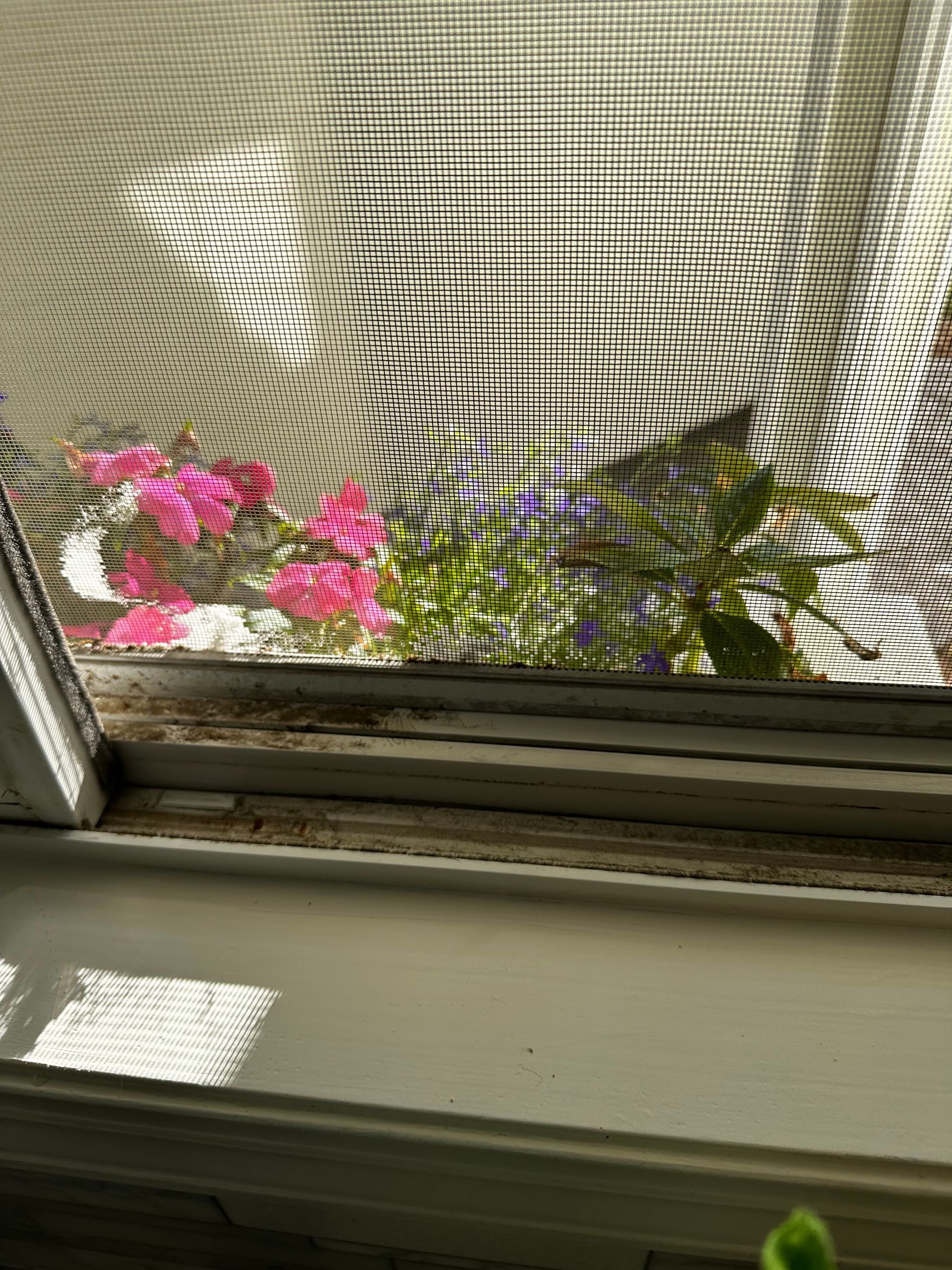 A close up of a screened in window with flowers behind it.